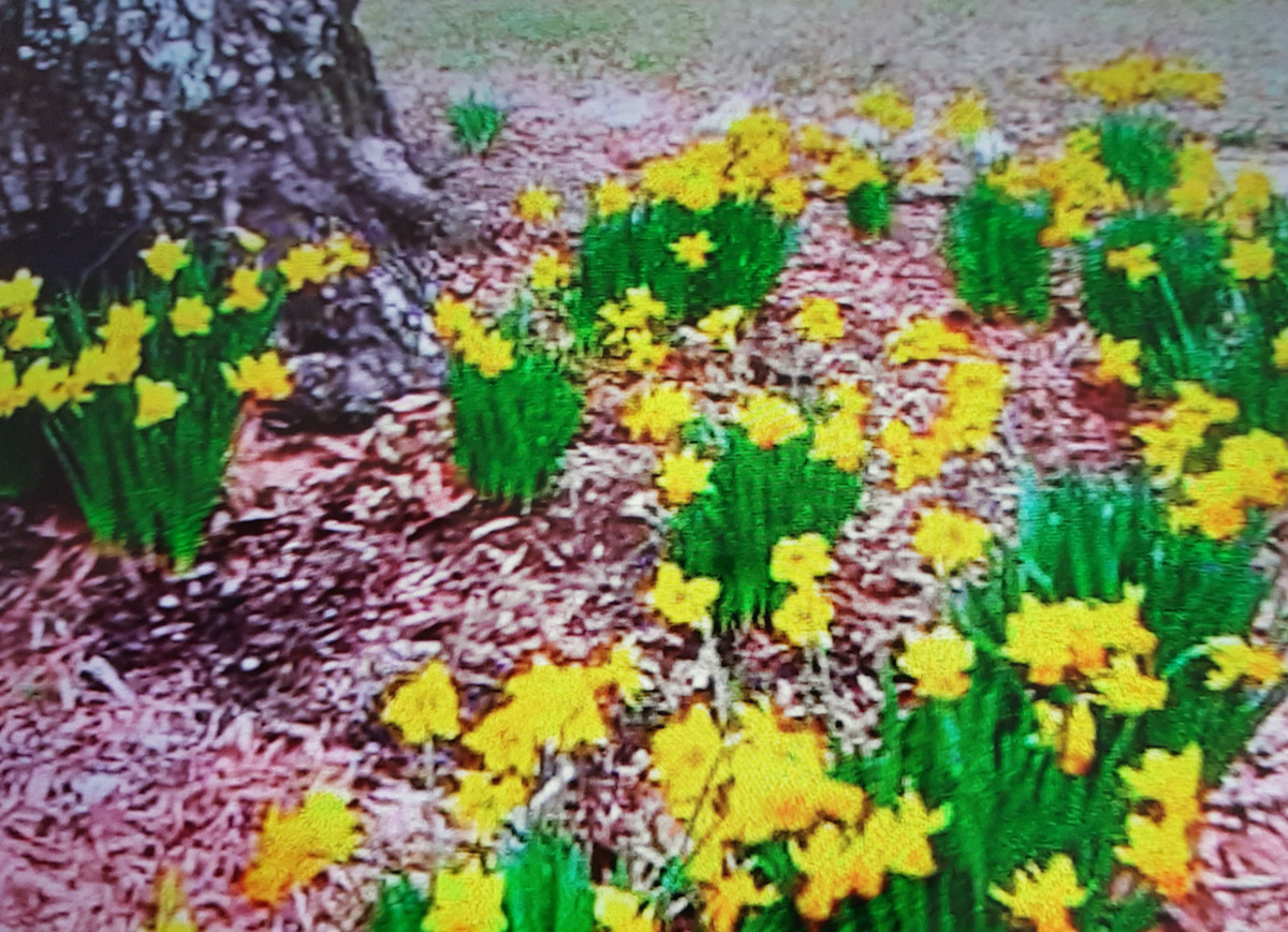 February In My Garden