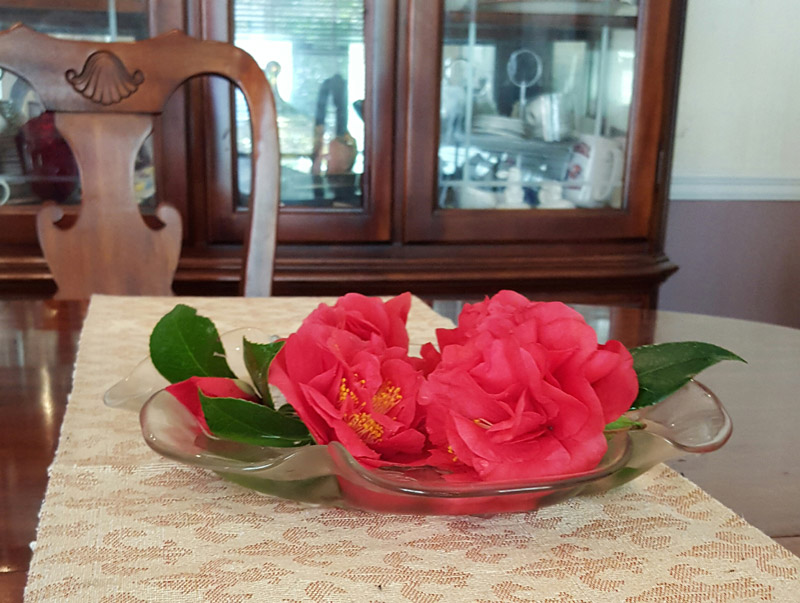 January In My Garden