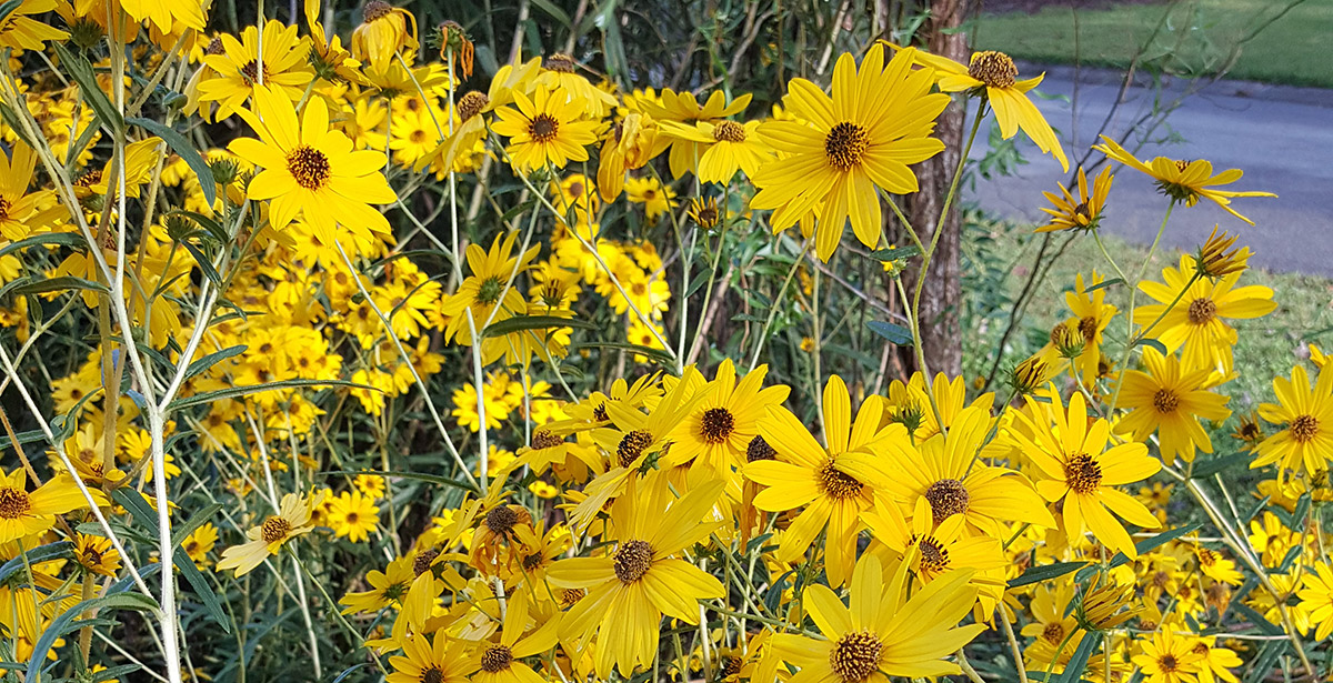 Painting of Summerville SC Daisy Flower